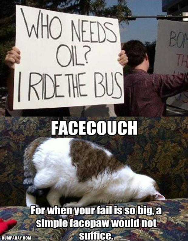 the cat facepalm