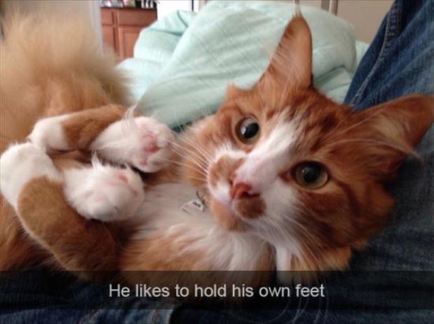 the cat likes to hold his own feet