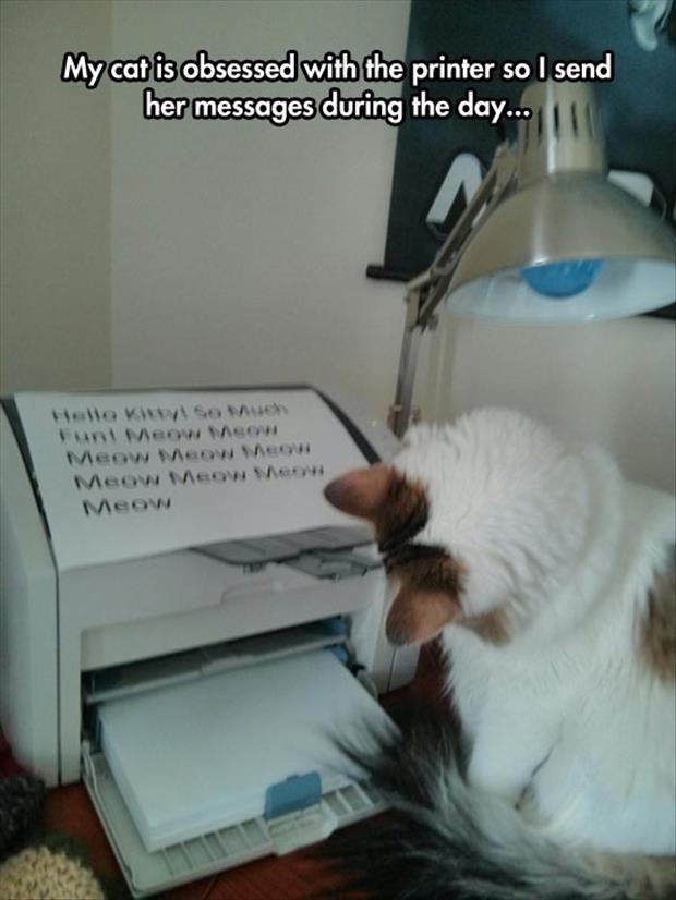 the cat loves the printer