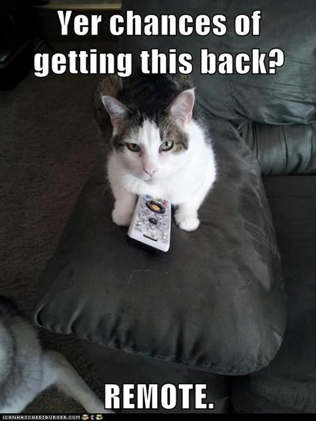 the cat steals the remote