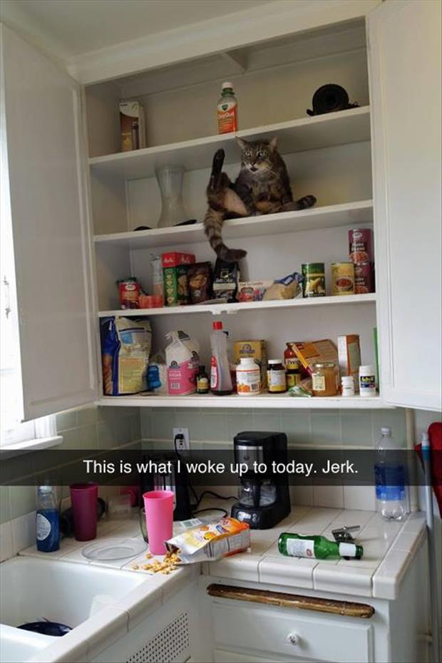 the cat's a jerk