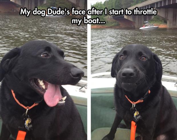 the dog hates boat rides