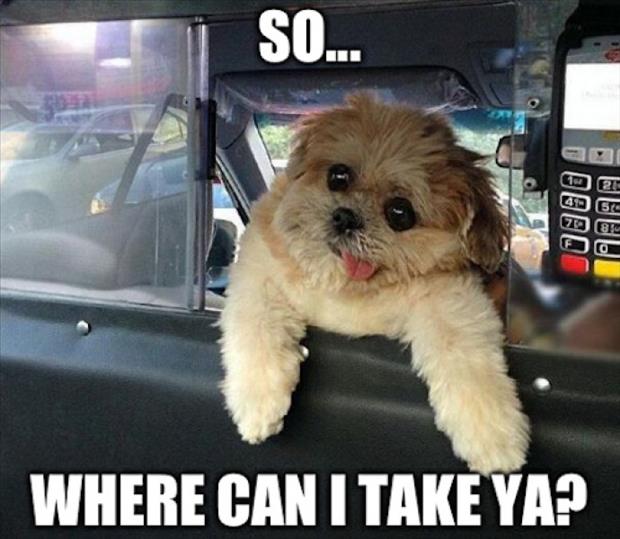 the dog in a taxi