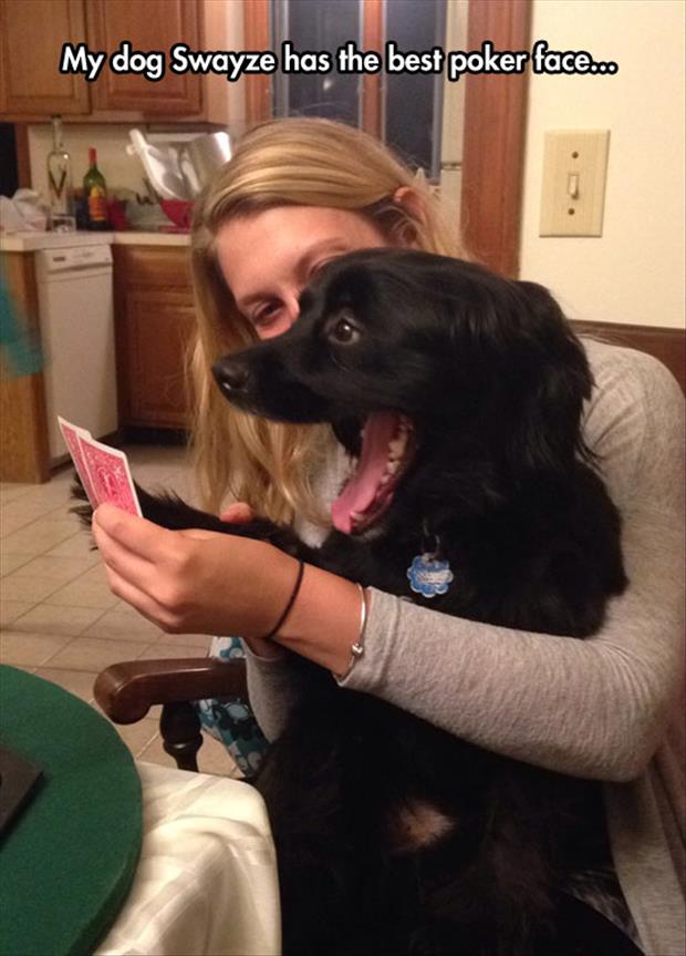 the dog poker face