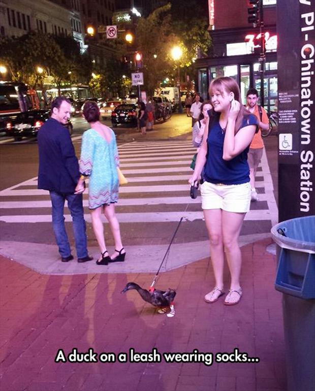 the duck on a leash wearing socks