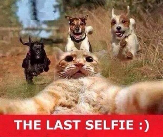 the last selfie ever taken of the cat