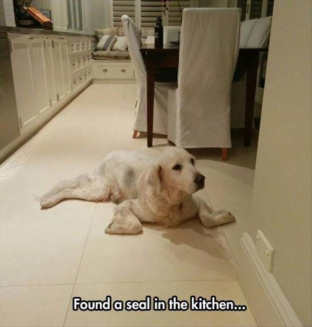 there is a seal in the kitchen