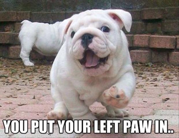 you put your left paw in