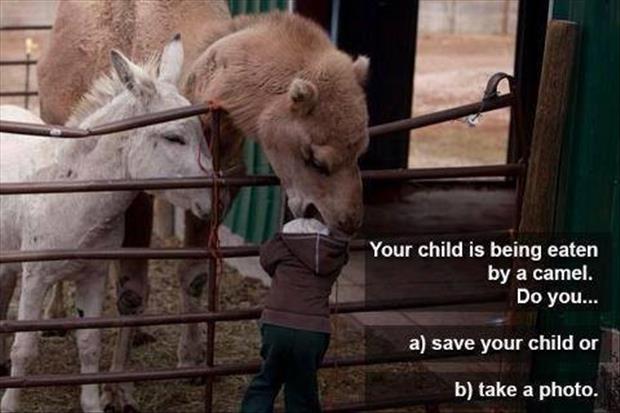 your child is being eaten by a camel