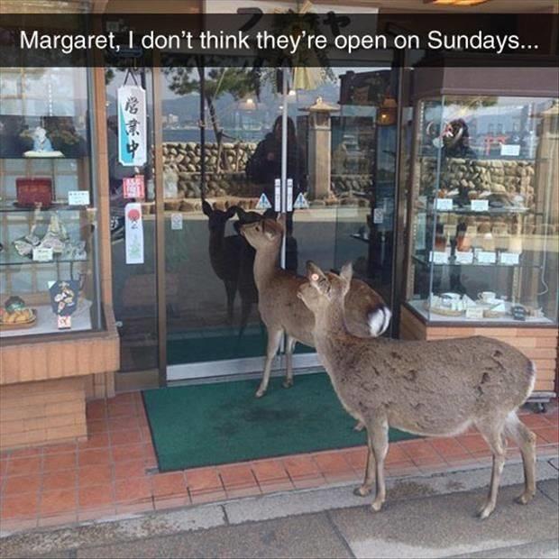 A deer shopping