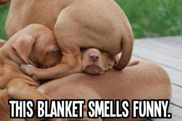 a blanket smells funny