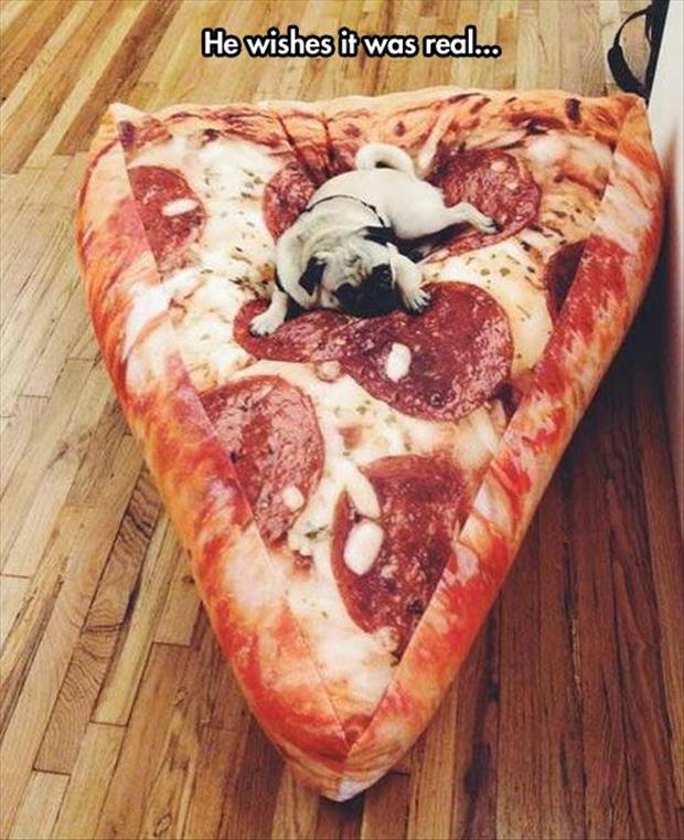 a dog on pizza