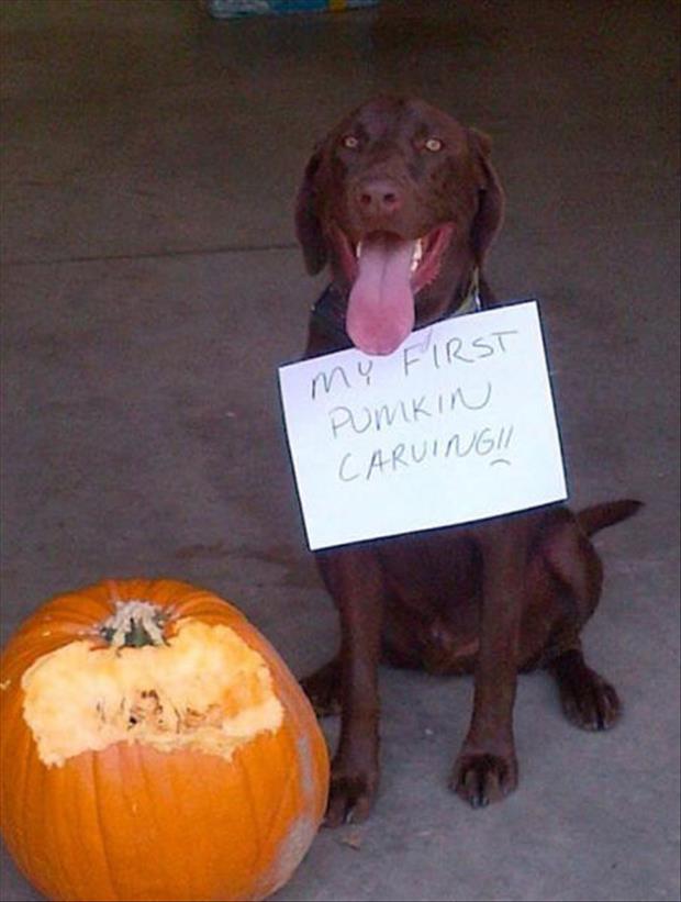 a dog's first pumpkin carving