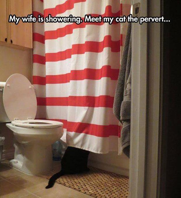 a perverted cat