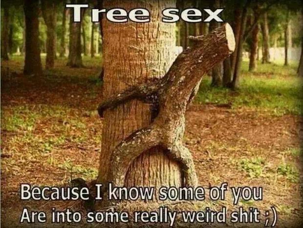 a tree sex