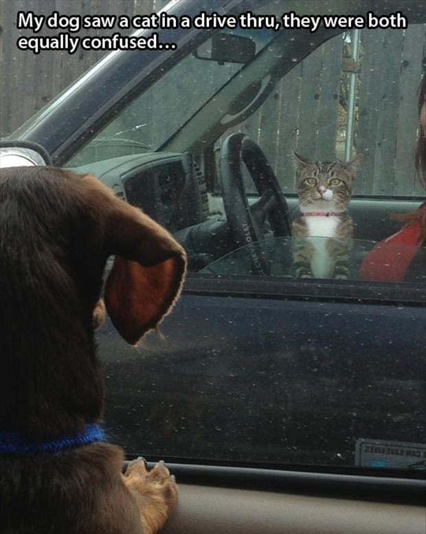 animals at a drive thru