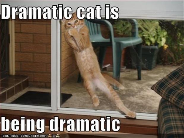 animals dramatic (11)