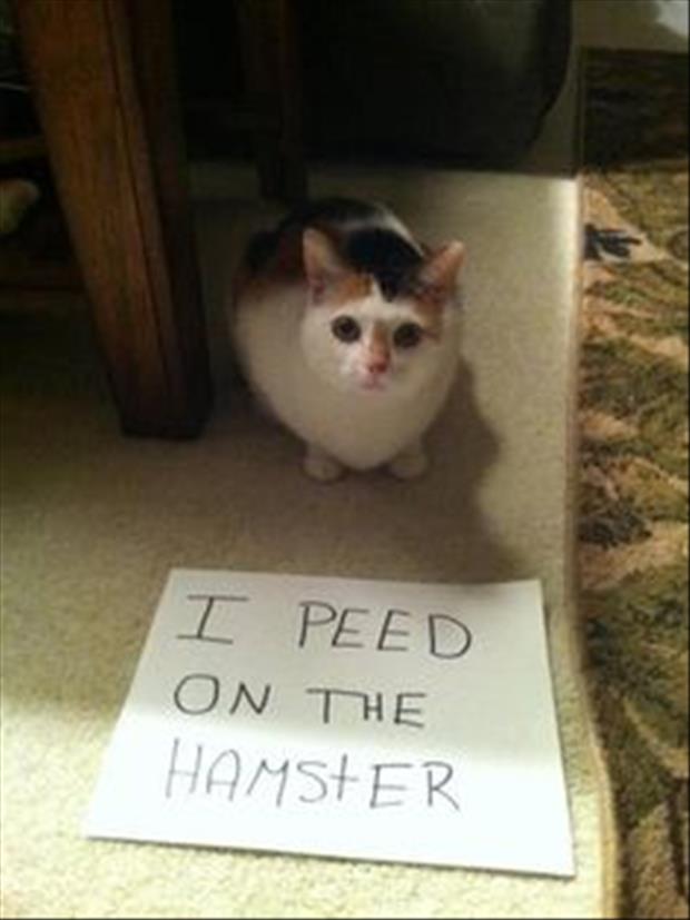 cat shaming (11)