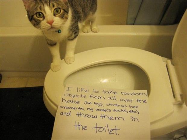 cat shaming (12)