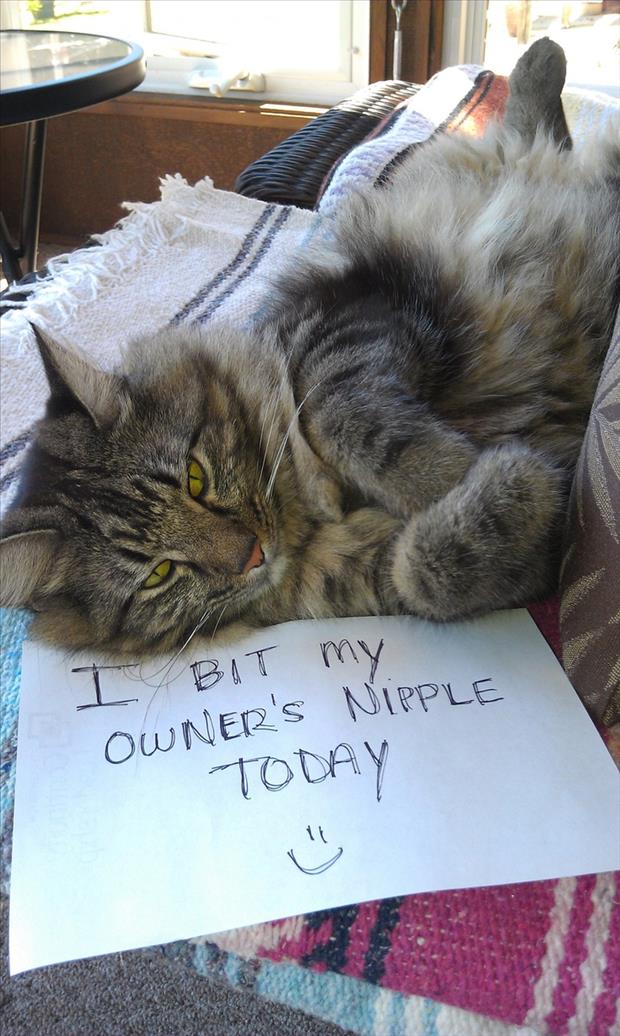 cat shaming (14)