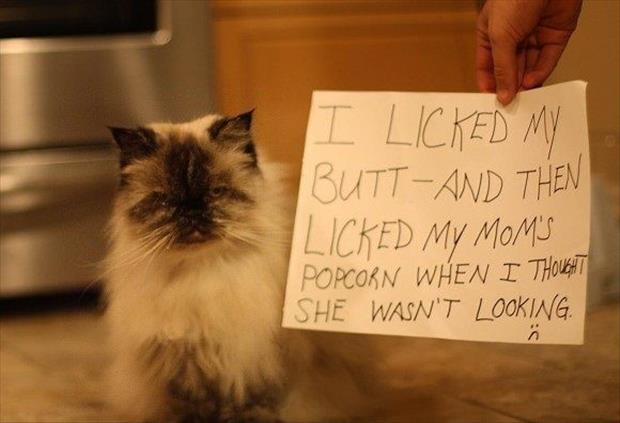 cat shaming (15)