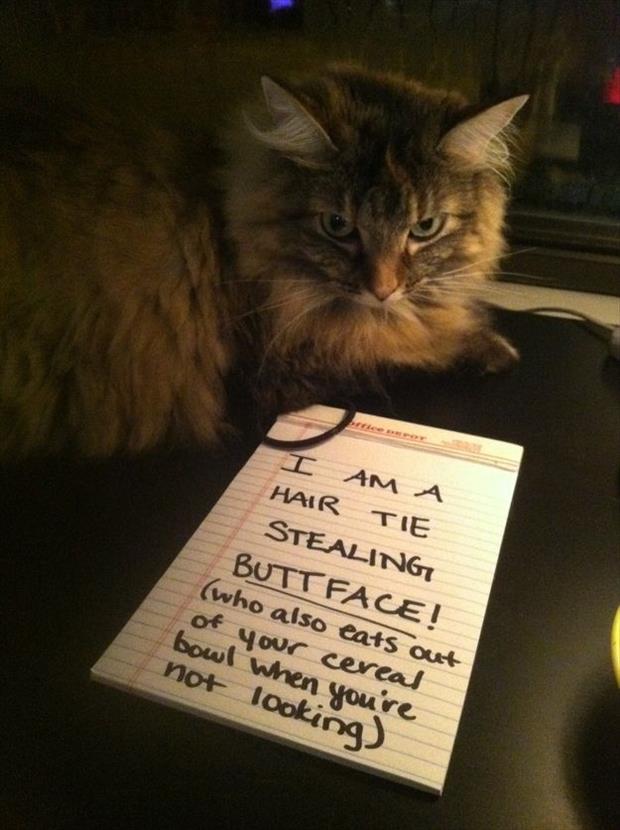 cat shaming (18)