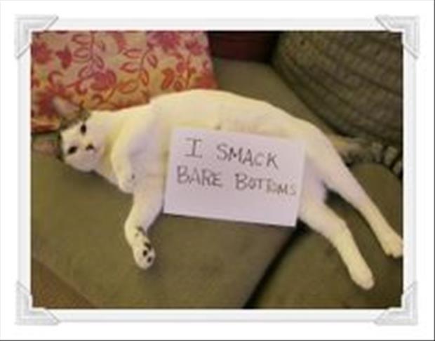 cat shaming (2)