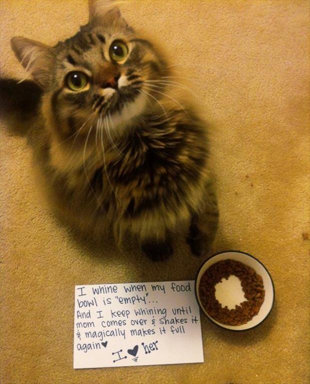 cat shaming (3)