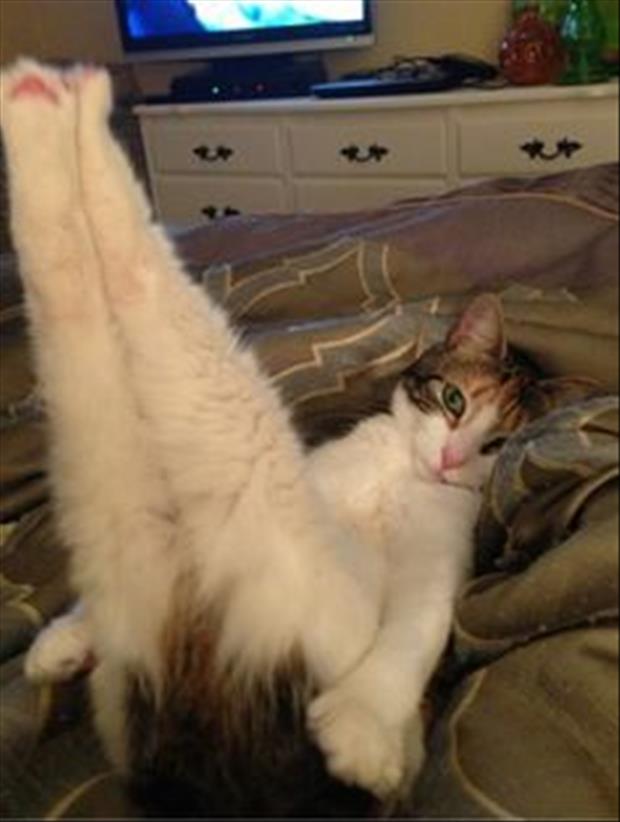 cell phone hacks sexy cat pictures (4)