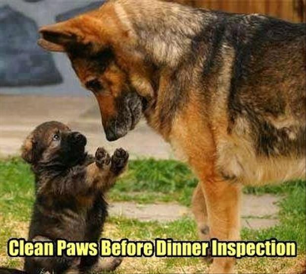 funny animal pictures (3)