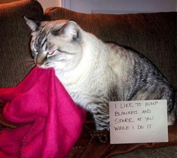 funny cat shaming (1)