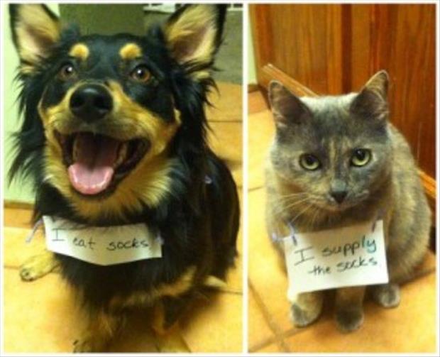 funny cat shaming (10)