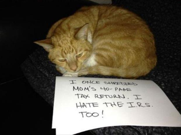 funny cat shaming (12)