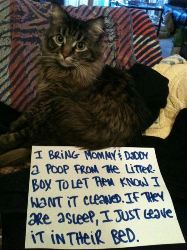 funny cat shaming (13)