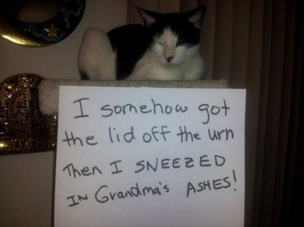 funny cat shaming (16)