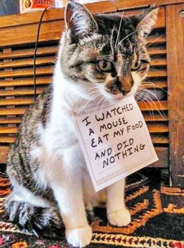 funny cat shaming (18)