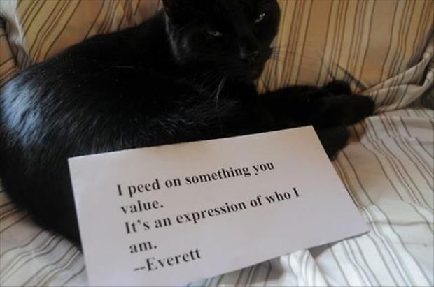 funny cat shaming (19)