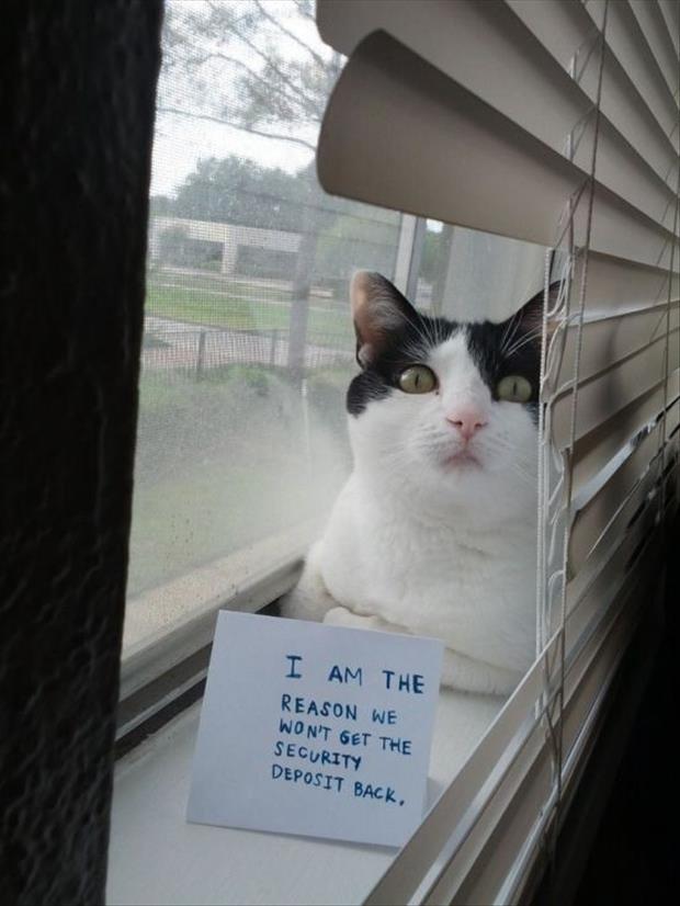 funny cat shaming (2)