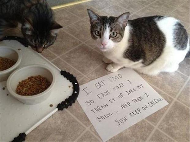 funny cat shaming (21)