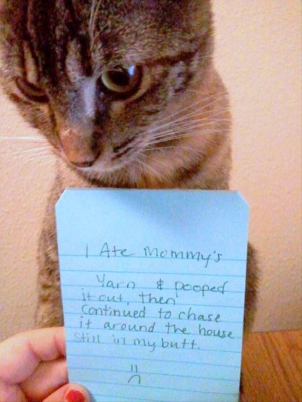 funny cat shaming (23)