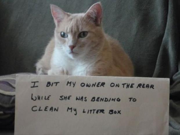 funny cat shaming (24)