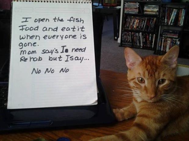 funny cat shaming (25)