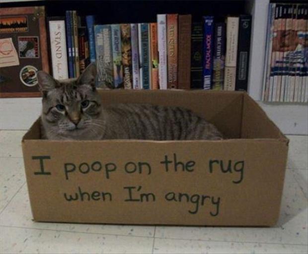 funny cat shaming (26)