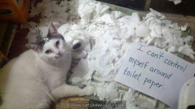 funny cat shaming (3)