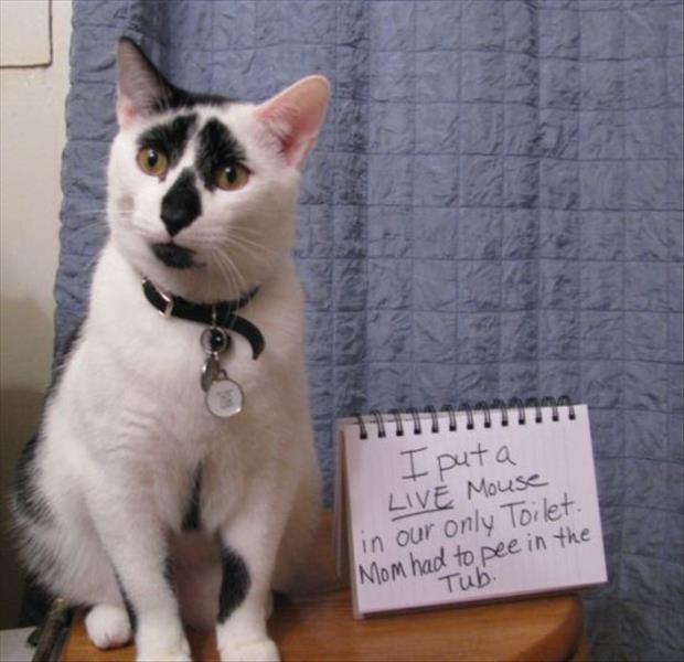 funny cat shaming (4)