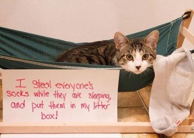 funny cat shaming (5)