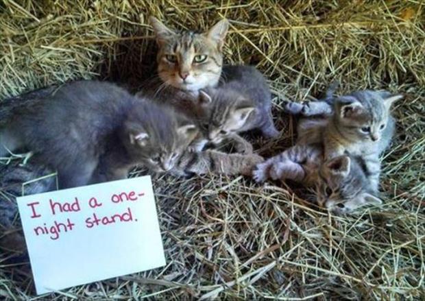 funny cat shaming (6)