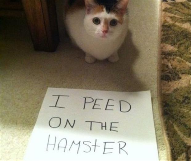 funny cat shaming (7)