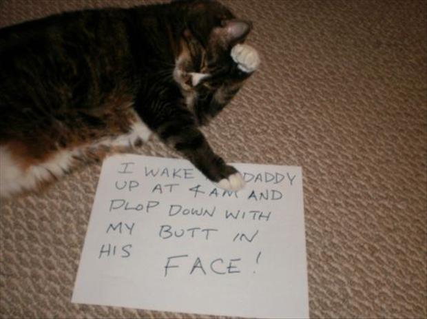 funny cat shaming (8)