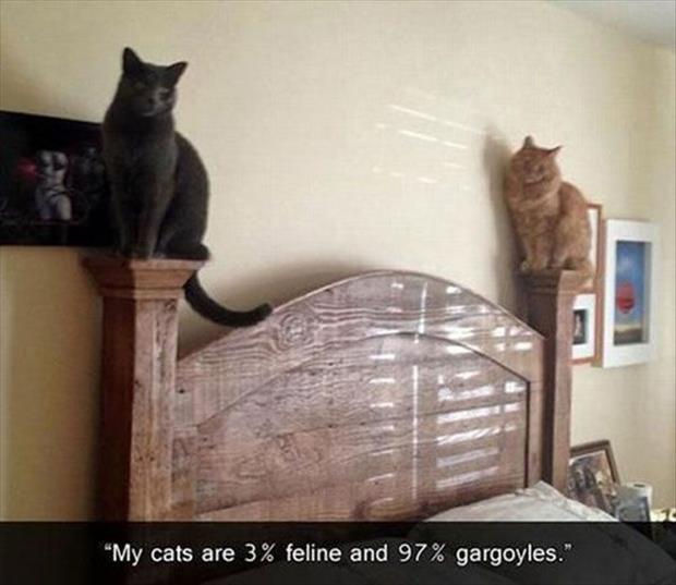 funny cats (14)